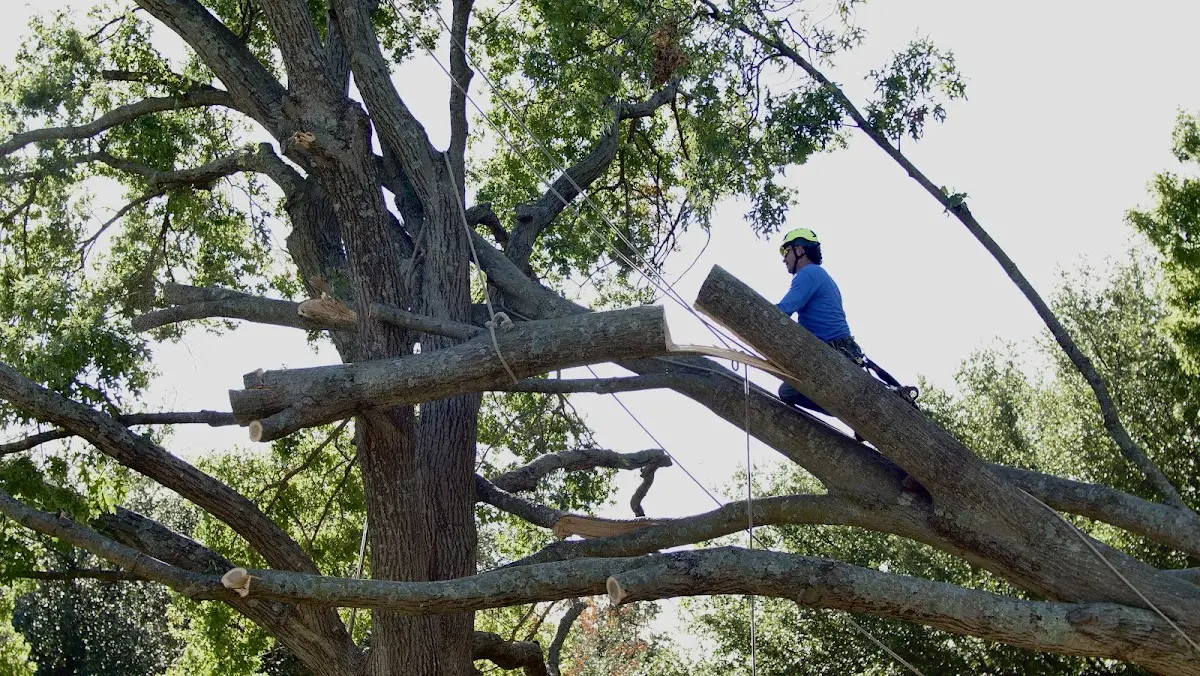 Professional Crown Thinning performed by certified arborists in Bellmore