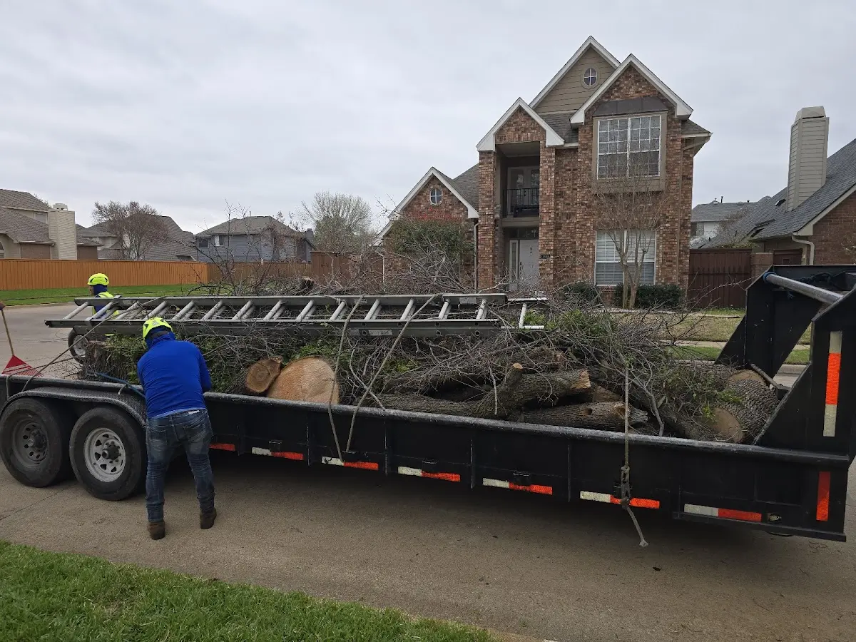 Expert Tree Removal with proper safety equipment in Bellmore
